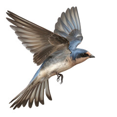 Naklejka premium side view of swallow transparent isolated on white png