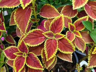 Coleus is a herbaceous plant. The tree is a bush 20-60 centimeters tall. The leaves are red like...