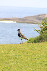 Southern Lapwing on a beach grass in Coapcabana region
