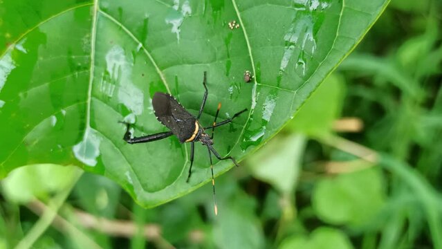 Acanthocephala terminalis