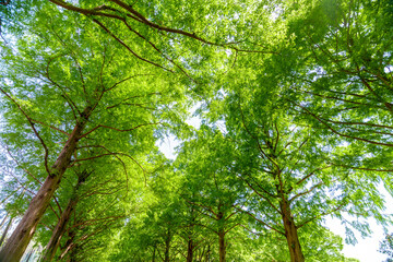 木漏れ日が美しい、新緑のメタセコイア並木