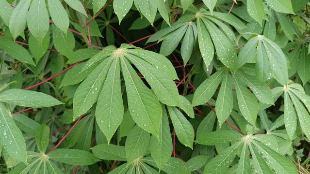 cassava leaves