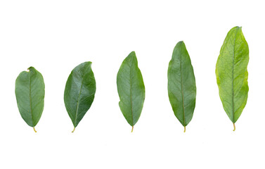 Obraz premium Set de cinco hojas verdes grandes y pequeñas en fondo transparente 