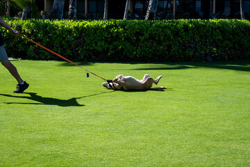 Funny dog laying on back and rolling on a pristine grass lawn while his person is pulling him along by his harness and leash
