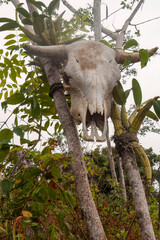 Bull Skull on a hiking path in Las Animaa, Jalisco, Mexico