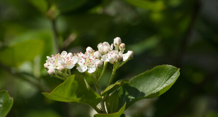 Flowering of aronia with green leaves in closeup