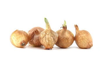 Fototapeta premium Onion seed isolated on white background, spring bulbs