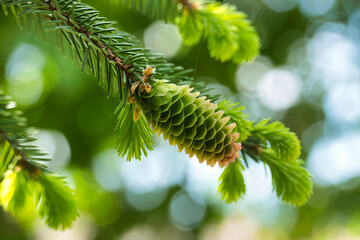 Close up of a green fir cone in blurred background