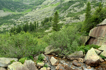 A rushing stream flows like a rapid stream from the mountains through a dense coniferous forest on a cloudy summer day.