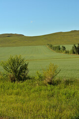 Obraz premium Bushes along a row of tall grass in a field planted with oats stretching to the top of a hill on a summer sunny day.