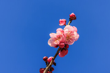 梅の花　紅梅