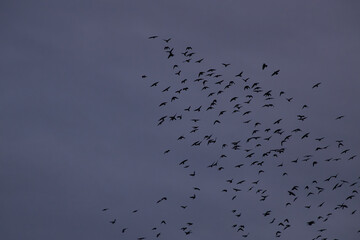 gray crows fly in a flock in the sky