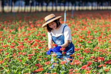 Asian farmer and florist is working in the farm while cutting zinnia flowers using secateurs for cut flower business in her farm for agriculture industry