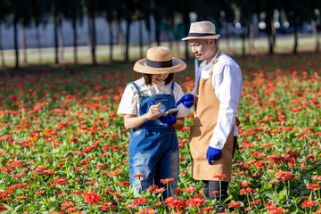 Team of Asian farmer and florist is working in the farm while cutting red zinnia flower using secateurs for cut flower business for deadheading, cultivation and harvest season