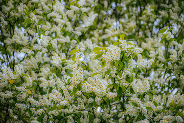 bird cherry blossoms in spring. Padus avium Mill.