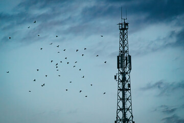 gray crows fly around the communication tower