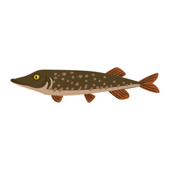 Vector drawing fish, northern pike , isolated at white background, hand drawn vector illustration