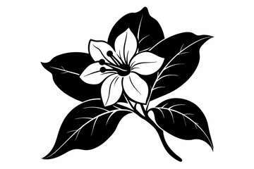 jasmine black and white flower silhouette on white background, Vector illustration, bird, icon, svg, characters, Holiday t shirt, Hand drawn trendy Vector illustration, flower