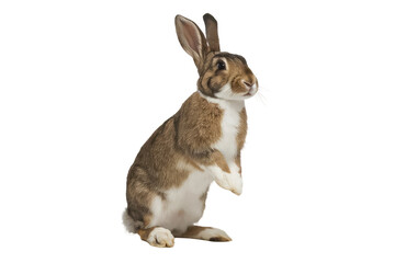 Obraz premium isolated cute rabbit , GENERATIVE AI