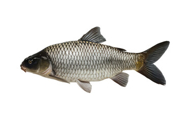 isolated fresh fish, GENERATIVE AI