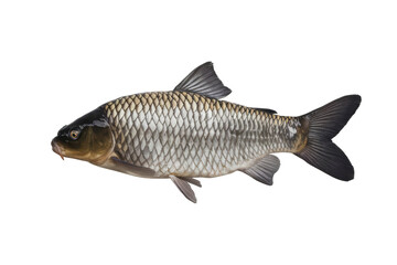 Fototapeta premium isolated fresh fish, GENERATIVE AI