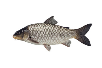 isolated fresh fish, GENERATIVE AI