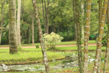 Natural landscape view of Rio de Janeiro Botany Garden