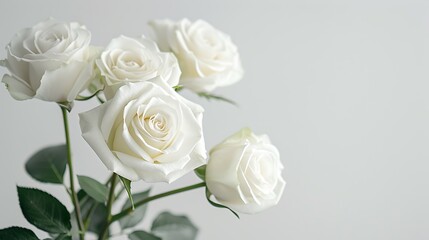 Close-up of delicate white roses against a pristine white background, their purity and simplicity captured in stunning detail.