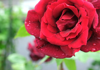雨粒のついた情熱の赤いバラ