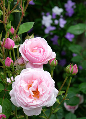 雨粒のついた柔らかなピンク色のバラ