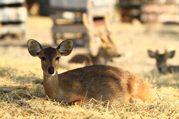 The sika deer (Cervus Nippon), also known as the Northern spotted deer or the Japanese deer 