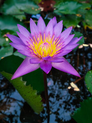  lotus flower