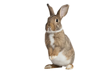 Obraz premium isolated cute rabbit , GENERATIVE AI