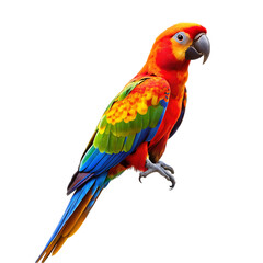 Fototapeta premium Parrot bird i