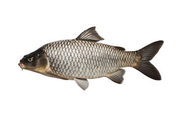 isolated fresh fish, GENERATIVE AI