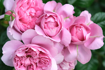 寄せ合って咲く柔らかなピンクのバラ