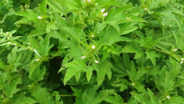fresh green wild plant in the fields