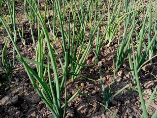 A bed of green onions planted in the ground in even rows. Growing vegetables and environmentally friendly products.