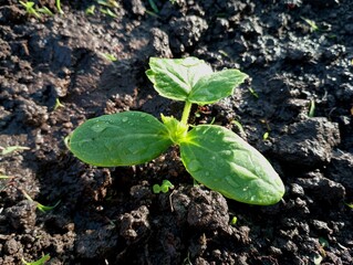 A green cucumber plant with small leaves. Cucumber seedling in the ground in spring. Growing organic food at home.