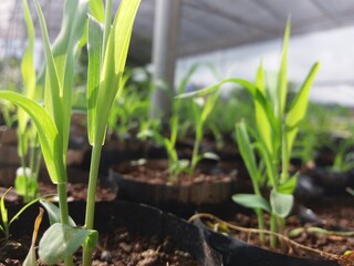 close up Juvenile corn on polybag ready for planting