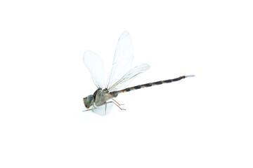Dragonfly  isolated on white background, Close up of Dragonfly insect