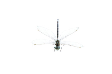 Dragonfly  isolated on white background, Close up of Dragonfly insect