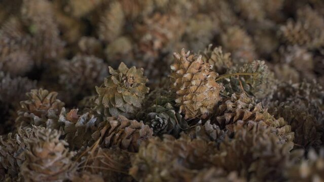 pine nuts pine nuts autumn plants pine cones
