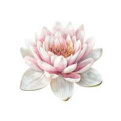 water lily vector illustration in watercolor style