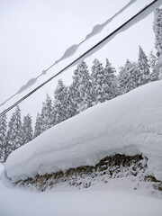 Japanese cedar pine forest on hillside covered with big white snowdrifts and deep snow on roadside,...