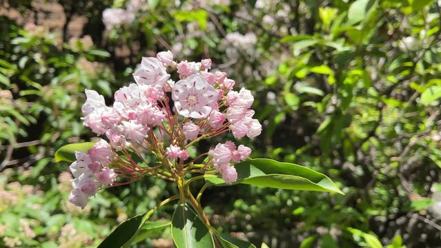 アメリカシャクナゲ(カルミア)。薄ピンク色のの可愛い花が揺れる動画。