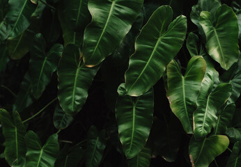 Leaves in the garden,Leaves of the alocasia flamingo tree, an ornamental plant for the home,...
