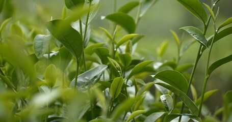 Green tea tree leaves field young tender bud herbal Green tea tree in camellia sinensis organic farm. Close up Fresh Tree tea plantations mountain green nature in herbal farm plant background morning