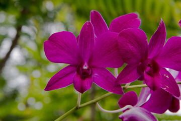 close up Pink Phalaenopsis or Moth dendrobium Orchid flover