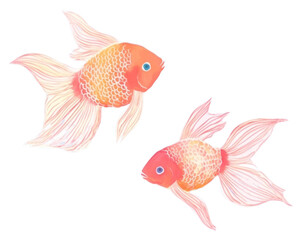 Fototapeta premium PNG Goldfish drawing animal pomacentridae.